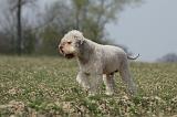LAGOTTO 084
